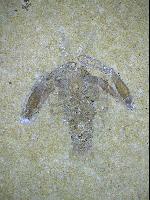 Palaeopentacheles